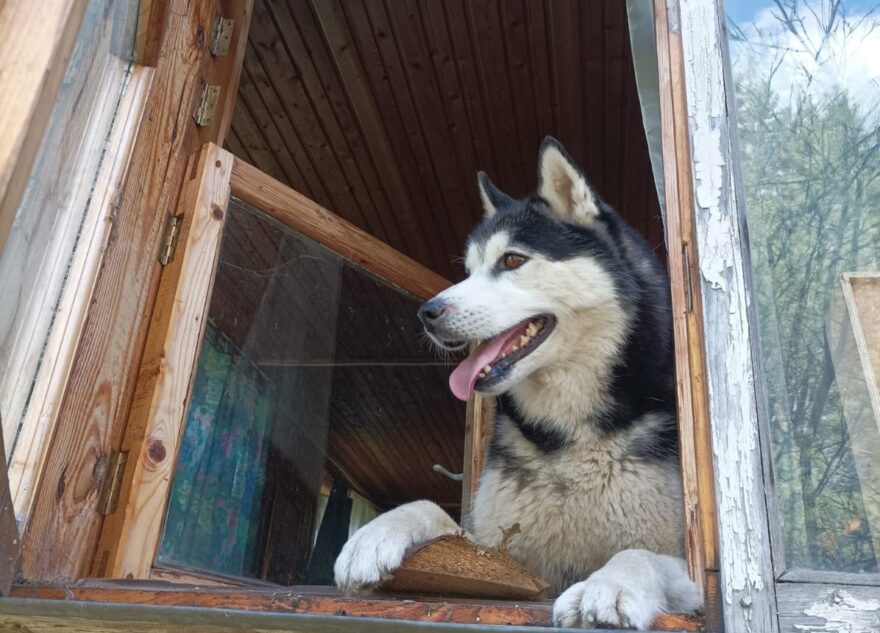 В Тверской области ищут больную эпилепсией собаку