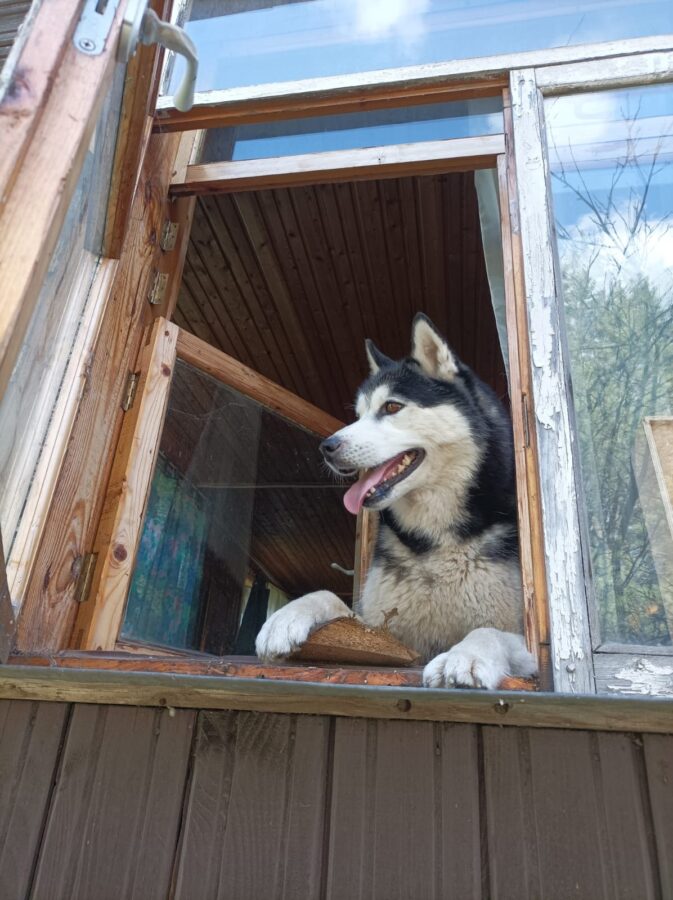 В Тверской области ищут больную эпилепсией собаку