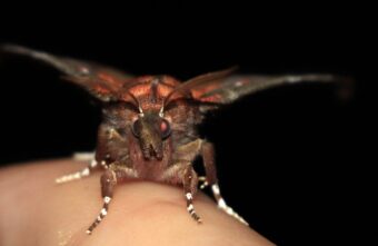 В Тверской области заметили мохнатого монстра В Тверской области заметили мохнатого монстра