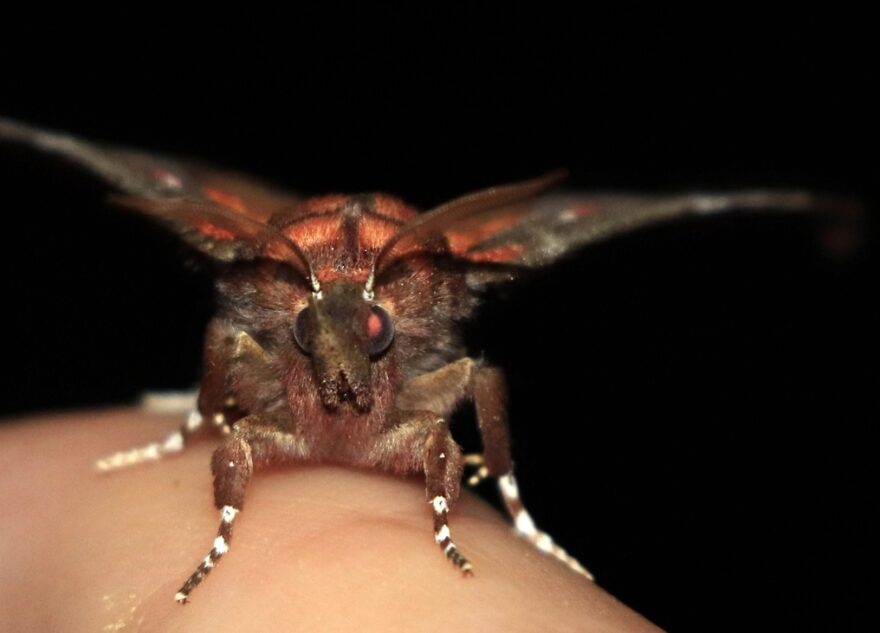 В Тверской области заметили мохнатого монстра