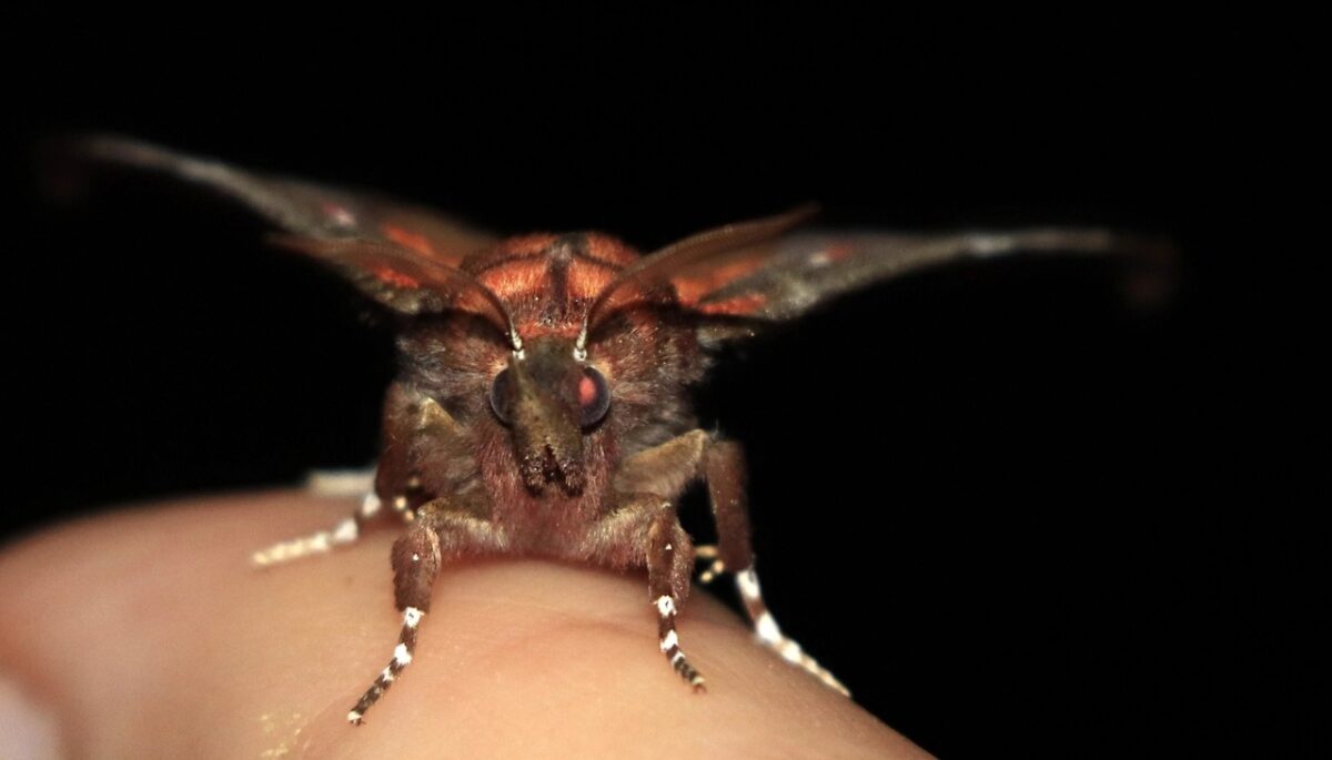 В Тверской области заметили мохнатого монстра