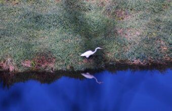 В Тверской области белая цапля любовалась своим отражением