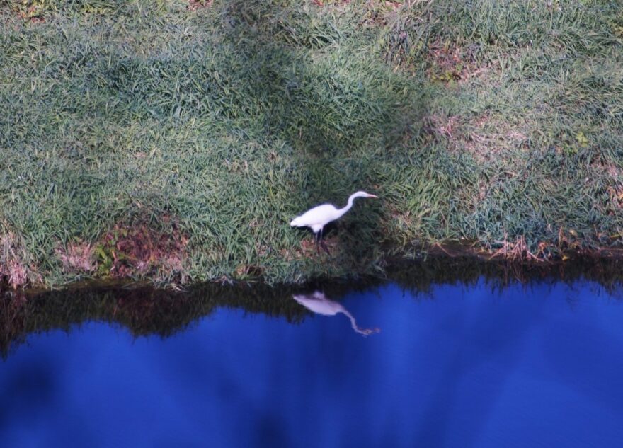 В Тверской области белая цапля любовалась своим отражением