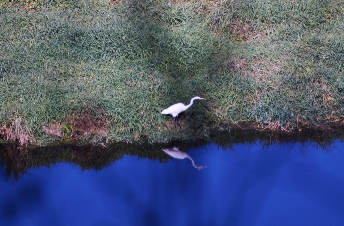 В Тверской области белая цапля любовалась своим отражением