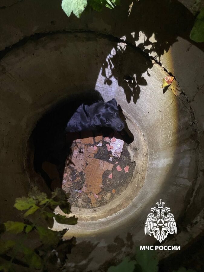 Появилось видео спасения упавшей в колодец собаки в Тверской области