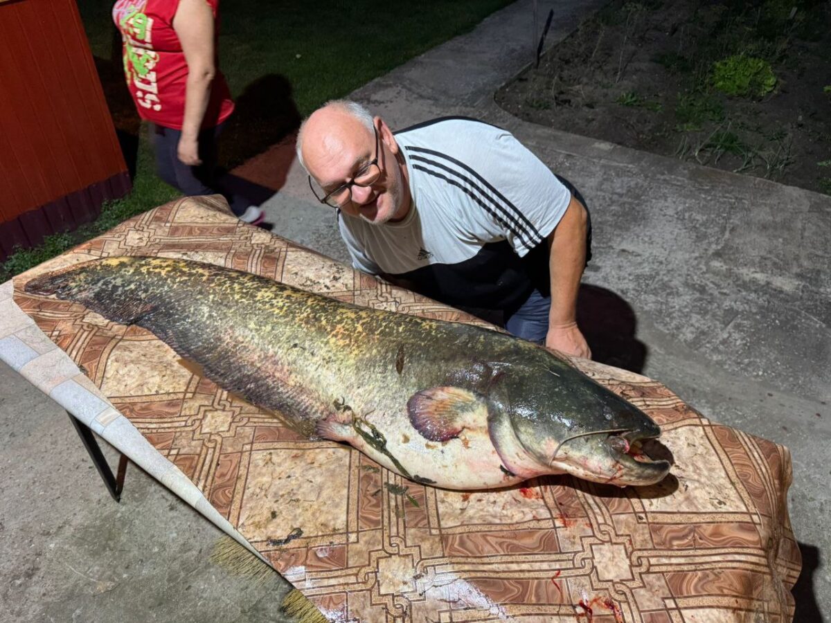 Житель Тверской области выловил гигантскую рыбу