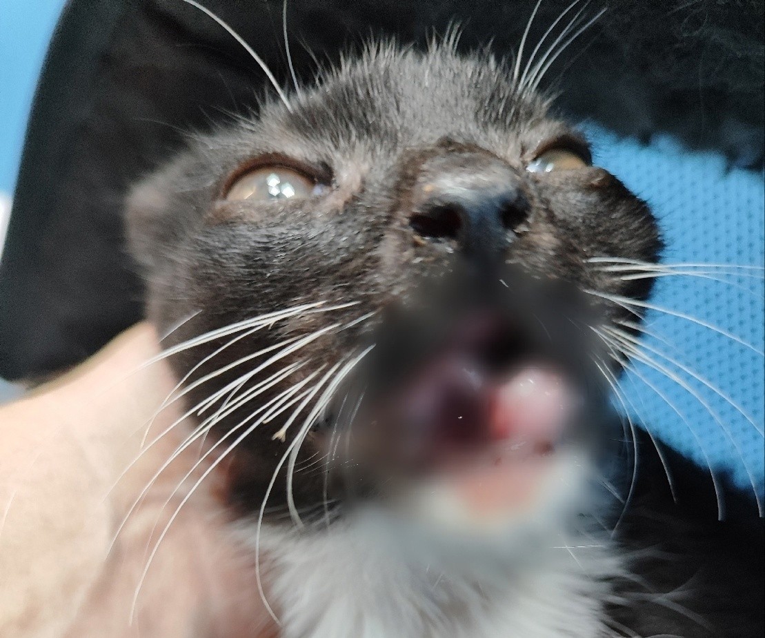 Волонтеры из Тверской области пытаются спасти кота без челюсти