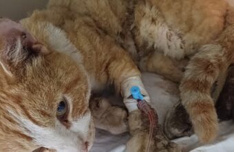 Все тело в ранах: в Тверской области кота ударил ток