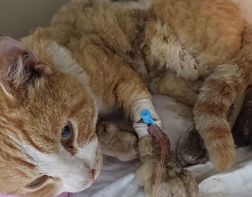 Все тело в ранах: в Тверской области кота ударил ток