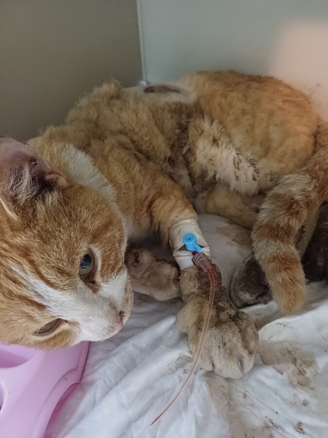 Все тело в ранах: в Тверской области кота ударил ток