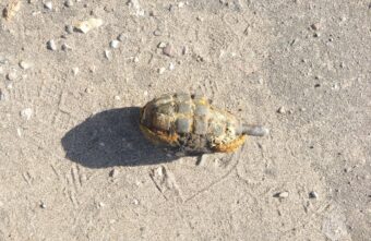 Ручную гранату времён войны ликвидировали в Тверской области