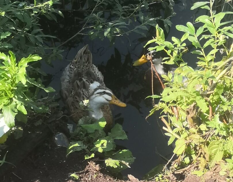 В Твери заметили необычайно красивых уток с хохолком