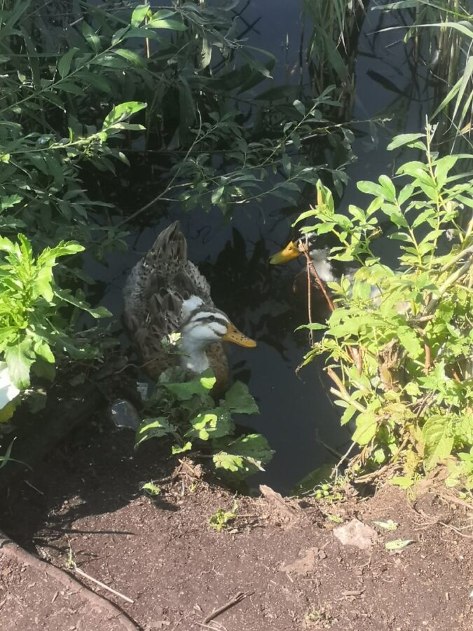 В Твери заметили необычайно красивых уток с хохолком В Твери заметили необычайно красивых уток с хохолком