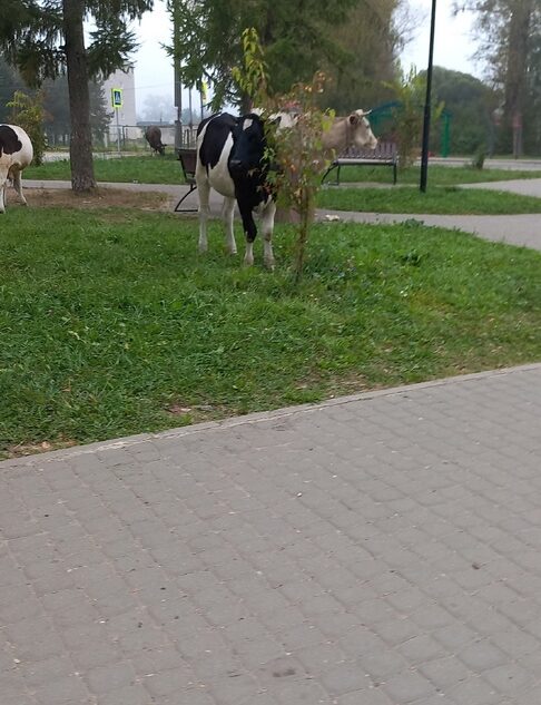 В городе Тверской области быки съели деревья