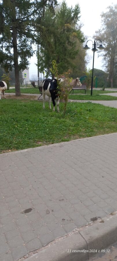 В городе Тверской области быки съели деревья В городе Тверской области быки съели деревья