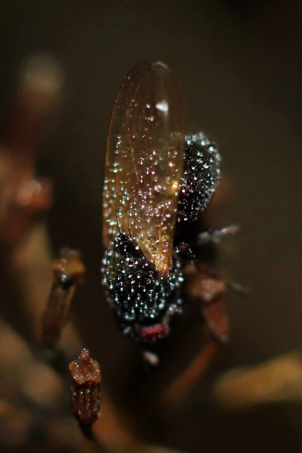 Жители Тверской области обнаружили удивительную сверкающую муху