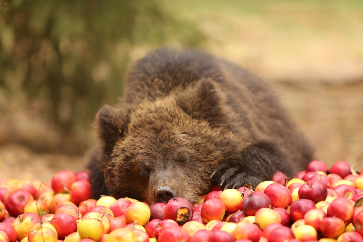 У медвежат-сирот из Тверской области будет пять выпускных У медвежат-сирот из Тверской области будет пять выпускных