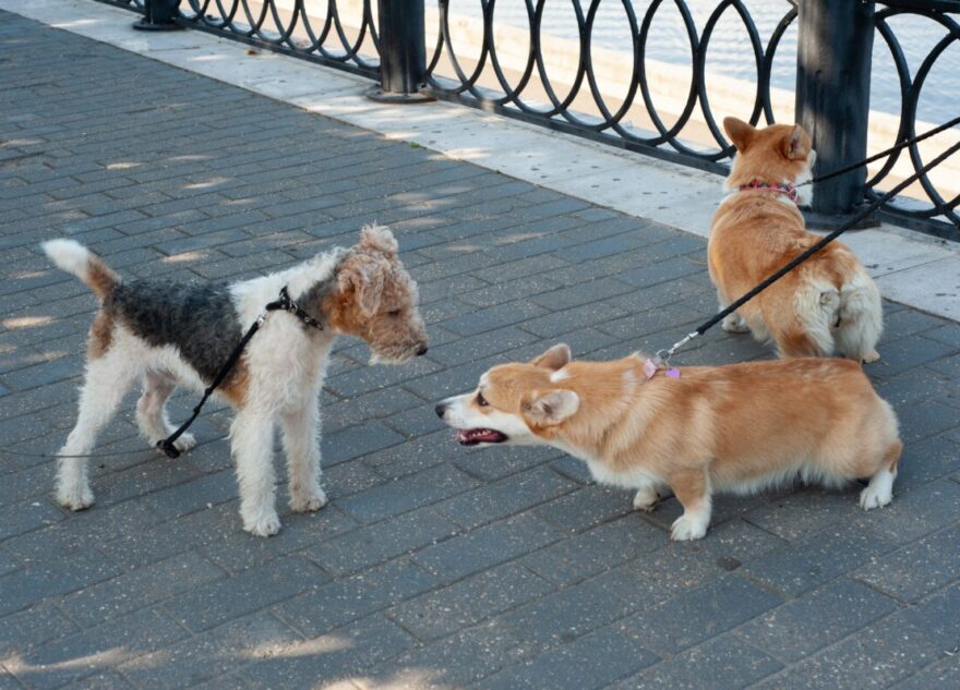 За выгул животных в неположенном месте введут штрафы