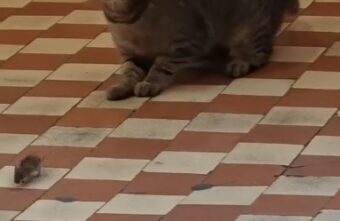 На железнодорожном вокзале в Тверской области кошка пыталась поймать мышь