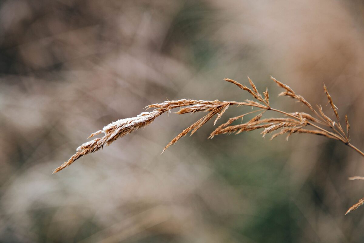 Ночью в Тверской области могут быть заморозки