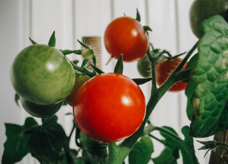 Врач рассказала, кому нельзя есть помидоры