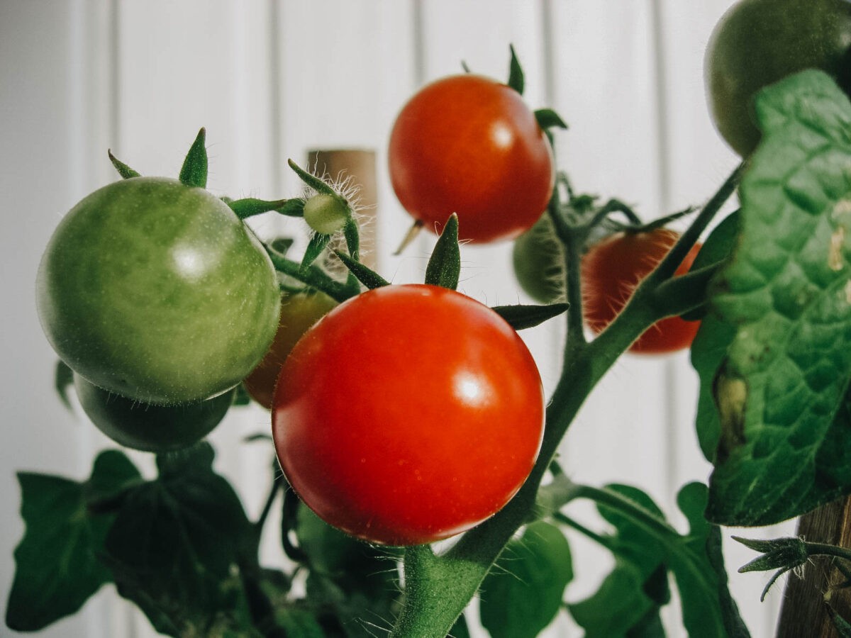 Врач рассказала, кому нельзя есть помидоры