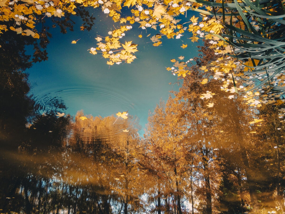 Прощай, лето: на Тверскую область надвигается резкое похолодание