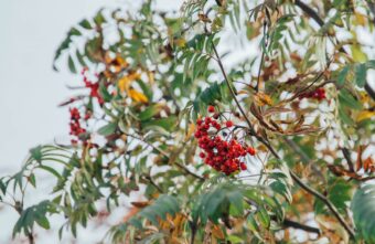 Гроздья рябины говорят о лютой зиме в Тверской области