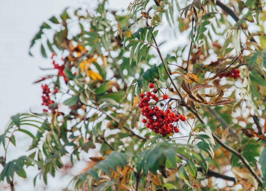 Гроздья рябины говорят о лютой зиме в Тверской области