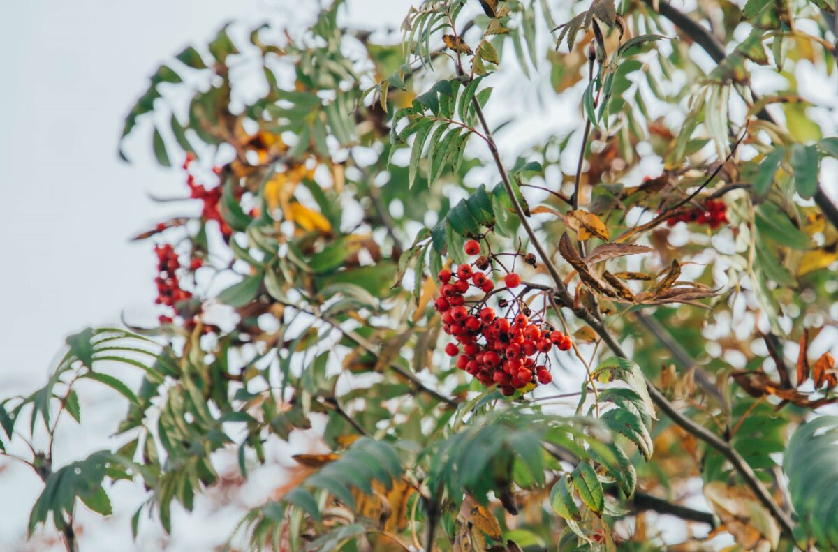 Гроздья рябины говорят о лютой зиме в Тверской области