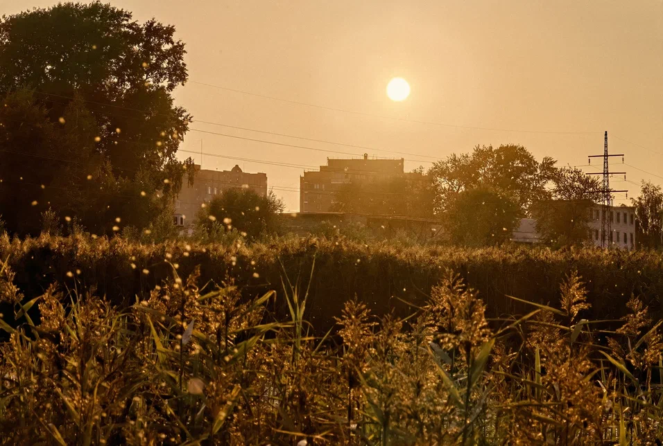 Аномальная жара в Тверскую область еще вернется
