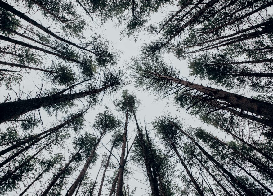 В Торопецком округе введён запрет на посещение лесов