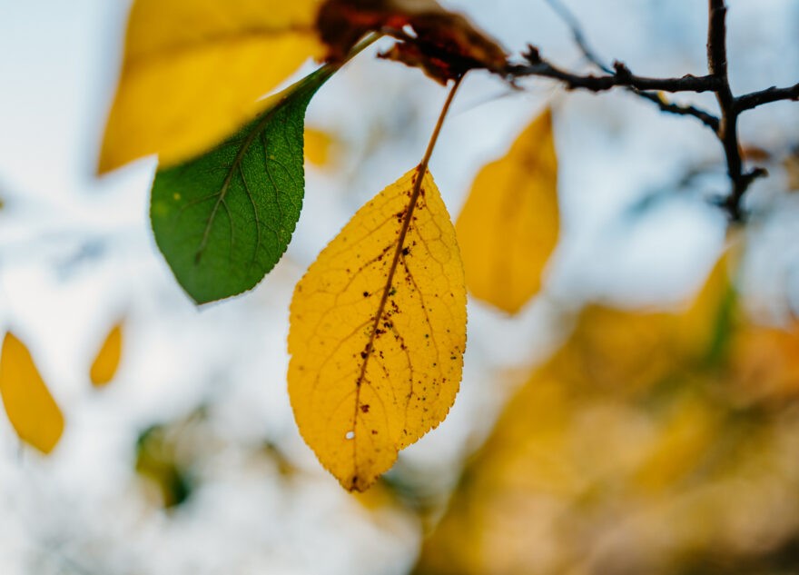 В ближайшие дни в Тверской области резко похолодает