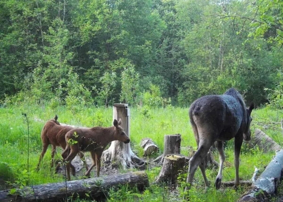 Биологи в Тверской области рассказали о страшной встрече с лосями