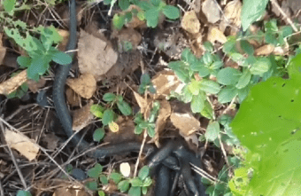 В Тверской области сняли редкое видео про любовь змей В Тверской области сняли редкое видео про любовь змей