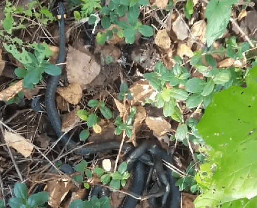 В Тверской области сняли редкое видео про любовь змей В Тверской области сняли редкое видео про любовь змей
