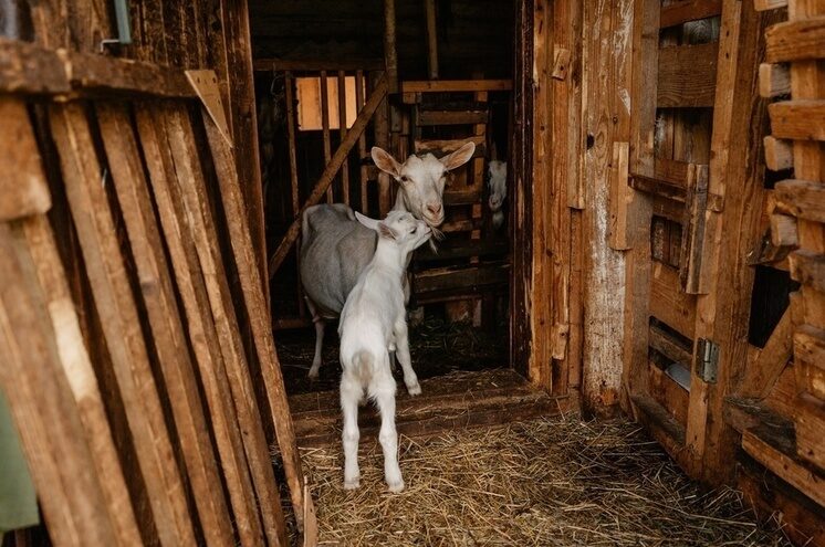 В Андреапольском округе пройдет сезонная сельскохозяйственная ярмарка В Андреапольском округе пройдет сезонная сельскохозяйственная ярмарка