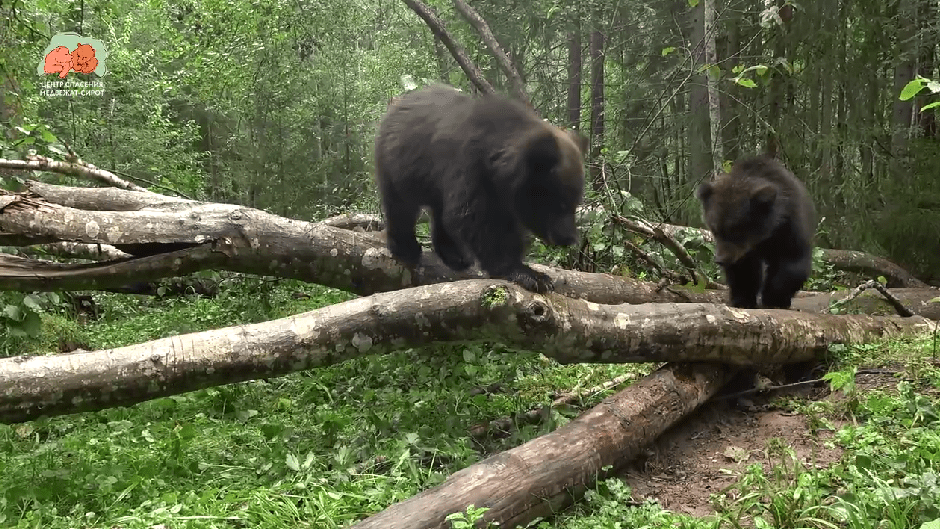 В Тверской области подслушали и сняли на видео медвежьи разговоры В Тверской области подслушали и сняли на видео медвежьи разговоры