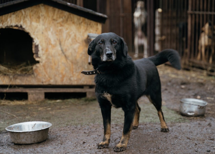Кинологи рассказали о правильном воспитании собак-вандалов