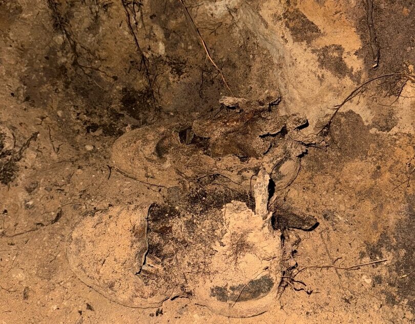 В Тверской области нашли останки неизвестного красноармейца