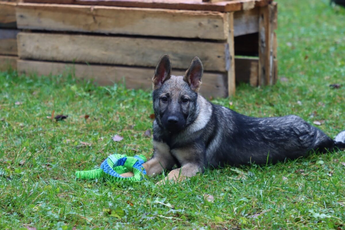В УМВД Тверской области пришли служить пять щенков