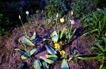 В Тверской области вандалы регулярно крадут цветы и топчут грядки В Тверской области вандалы регулярно крадут цветы и топчут грядки