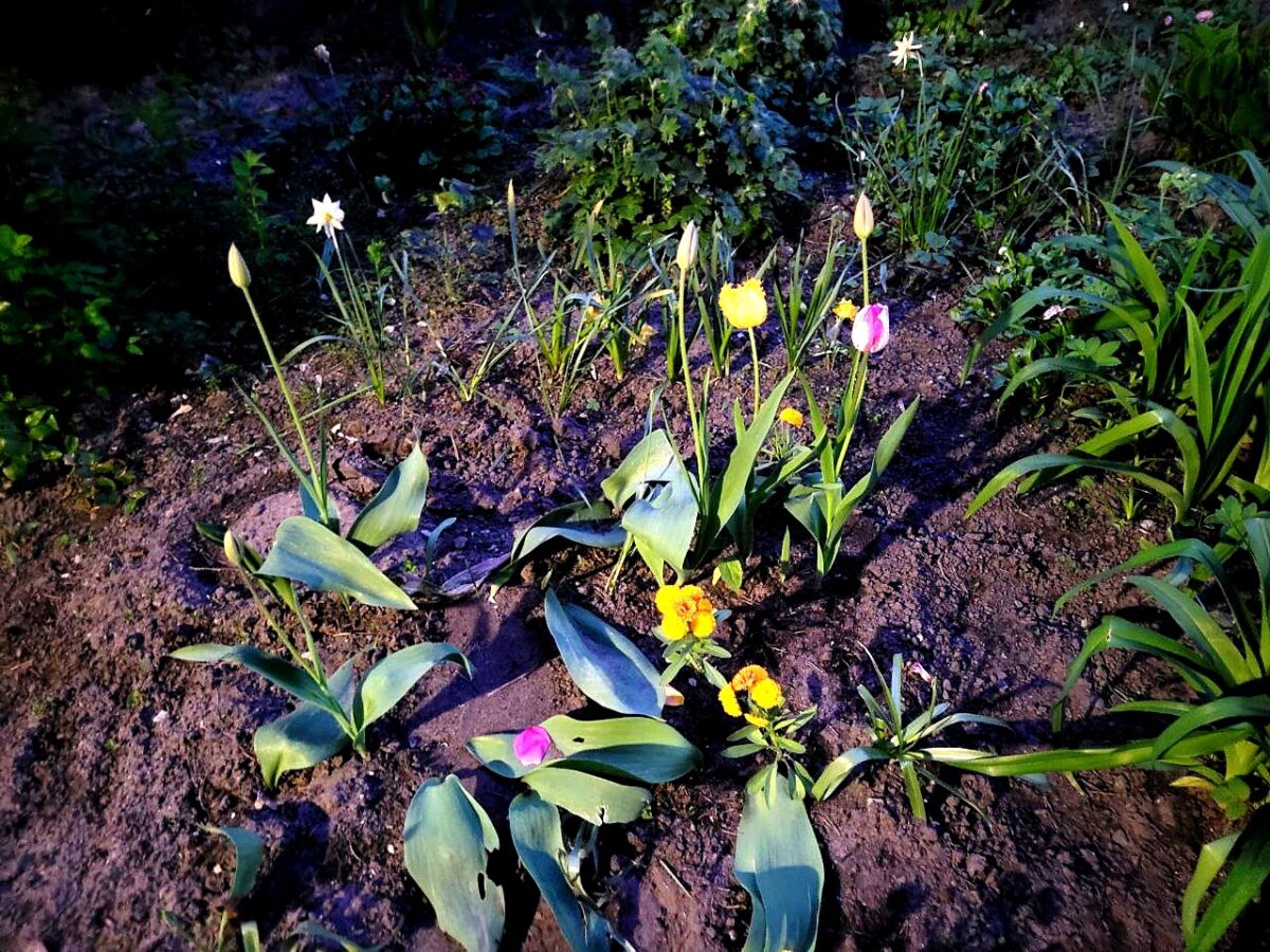 В Тверской области вандалы регулярно крадут цветы и топчут грядки