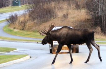 В Заволжском районе Твери лось неожиданно выбежал на дорогу