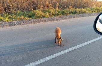 Жителей Тверской области предупредили об опасной лисе возле города Жителей Тверской области предупредили об опасной лисе возле города