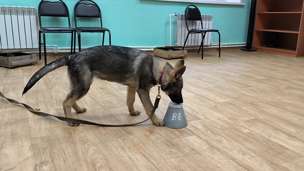 В УМВД Тверской области пришли служить пять щенков