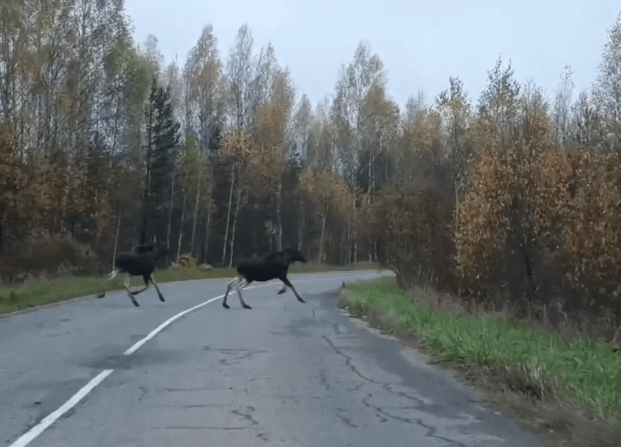 На трассу в Тверской области вышли лоси