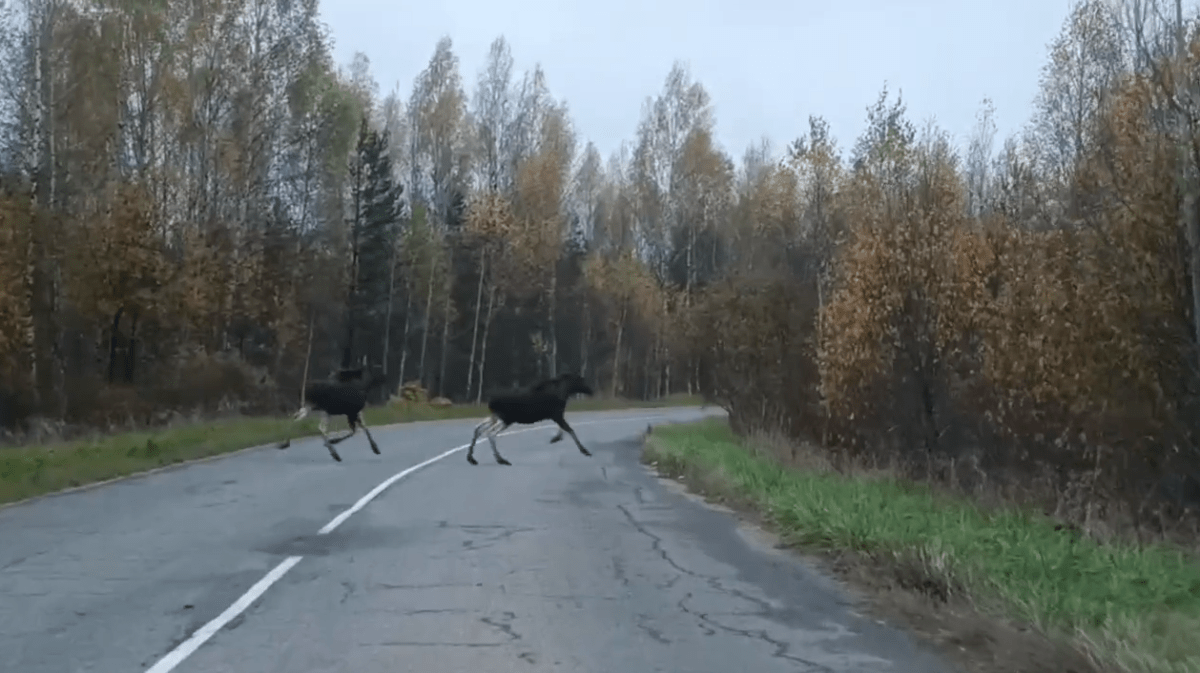 На трассу в Тверской области вышли лоси