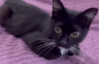 В одном из дворов Твери несколько недель пыталась выжить слепая кошка В одном из дворов Твери несколько недель пыталась выжить слепая кошка