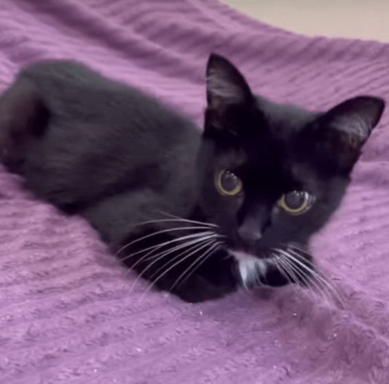 В одном из дворов Твери несколько недель пыталась выжить слепая кошка В одном из дворов Твери несколько недель пыталась выжить слепая кошка